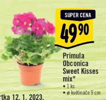 Albert Primula obconica sweet kisses mix 9cm nabídka