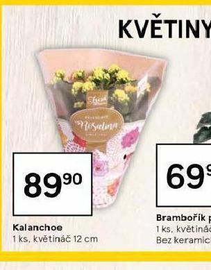 Tesco Kalanchoe nabídka