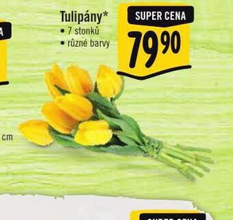 Albert Tulipány nabídka