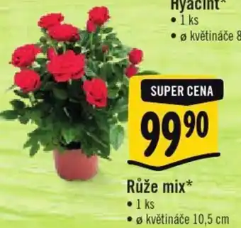 Albert Růže mix 1ks 10,5cm nabídka