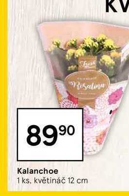 Tesco Kalanchoe 1 ks nabídka