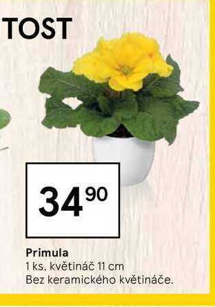 Primula 1 ks