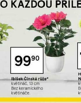 Tesco Ibišek čínská růže nabídka