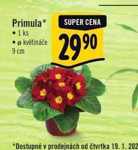 Albert Primula nabídka