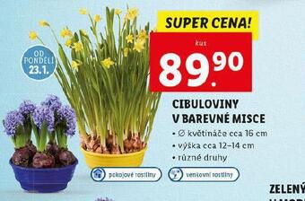 Lidl Cibuloviny v barevné misce nabídka