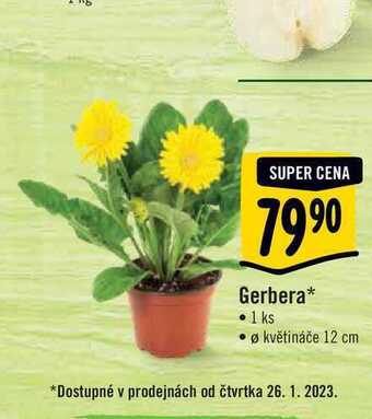 Albert Gerbera, pr. květináče 12 cm nabídka