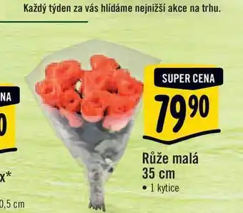 Albert Růže malá 35 cm • 1 kytice nabídka