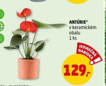 Penny Market Antúrie, 1 ks nabídka