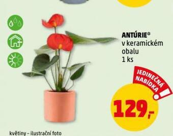 Penny Market Antúrie nabídka