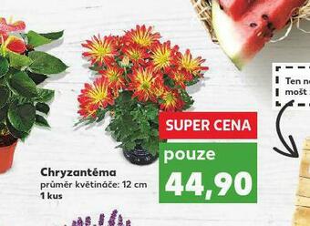 Kaufland Chryzantéma nabídka