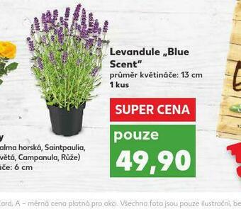 Kaufland Levandule nabídka