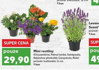 Kaufland Mini rostliny nabídka