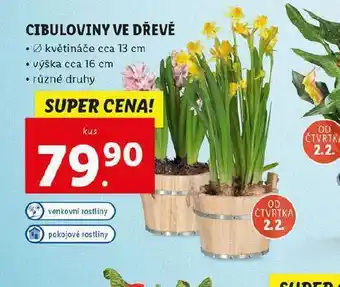 Lidl Cibuloviny ve dřevě nabídka