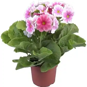 Petrklíč (primula obconica) ø květináče 12 cm