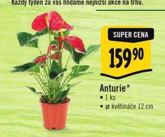 Albert Anturie nabídka