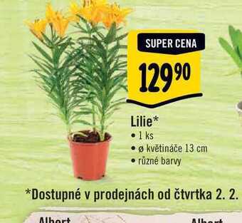 Albert Lilie, pr. květináče 13 cm nabídka
