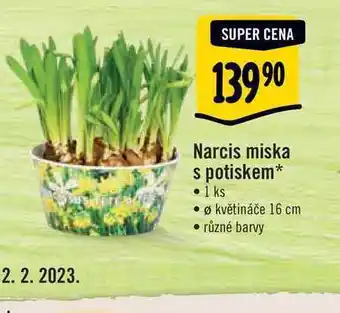 Albert Narcis miska s potiskem, pr. květináče 16 cm nabídka