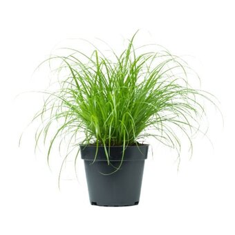 Kočičí tráva (cyperus zumula) ø květináče 12 cm