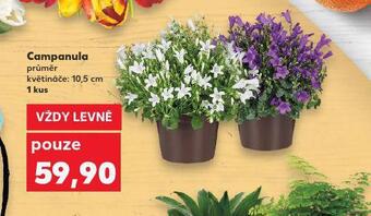 Campanula