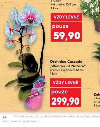 Kaufland Orchidea cascade wonder of nature nabídka