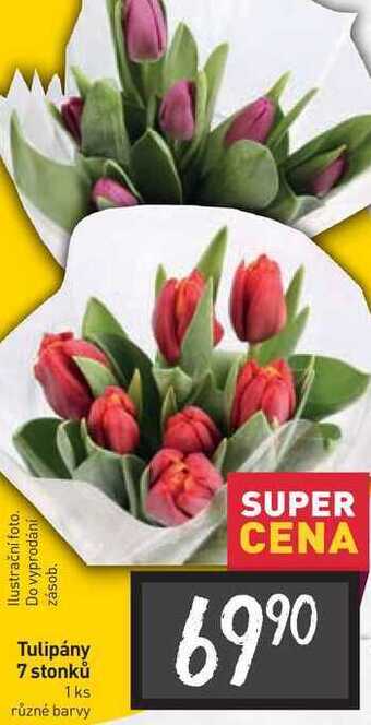 Billa Tulipány 7 stonků 1 ks nabídka