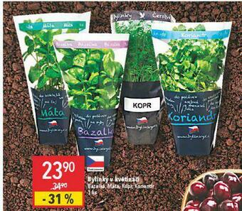 Globus Bylinky v květináči nabídka