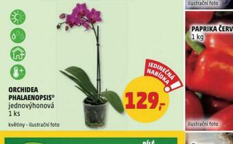 Penny Market Orchidea úhalaenopsis nabídka