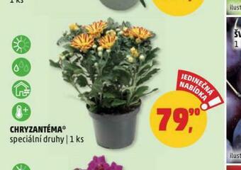 Penny Market Chryzantéma nabídka
