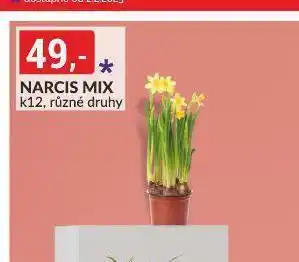 Narcis mix