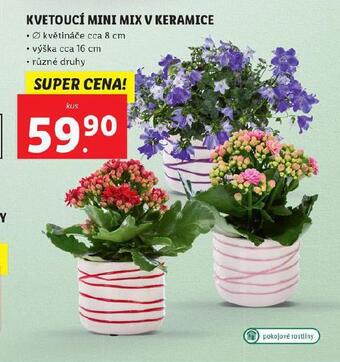 Lidl Kvetoucí mini mix v keramice nabídka