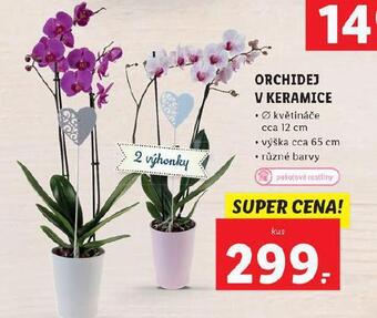 Lidl Orchidej v keramice nabídka