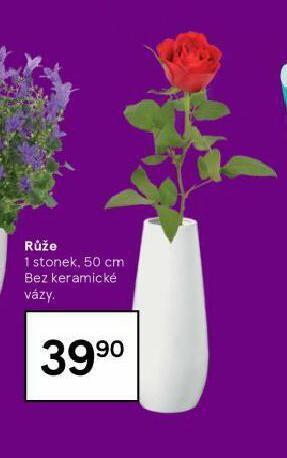 Tesco Růže nabídka