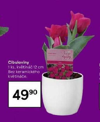 Tesco Cibuloviny nabídka