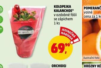 Penny Market Kolopejka kalanchoe nabídka