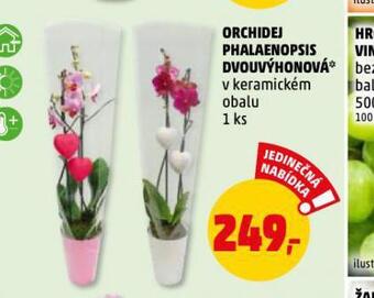 Penny Market Orchidea - phalaenopsis nabídka