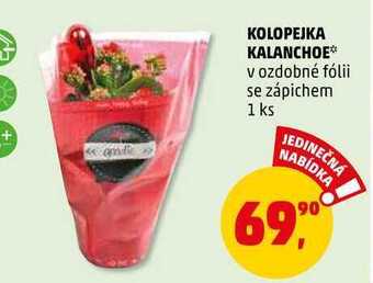 Penny Market Kolopejka kalanchoe, 1 ks nabídka
