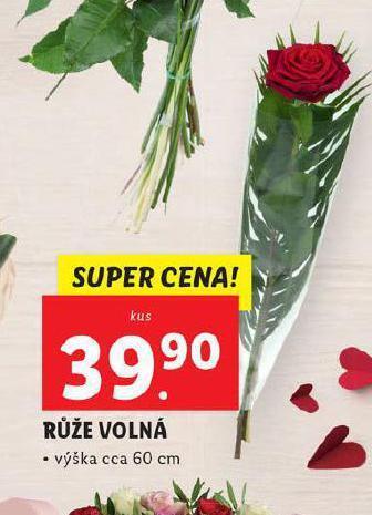 Lidl Růže volná nabídka