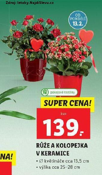 Lidl Růže a kolopejka v keramice nabídka