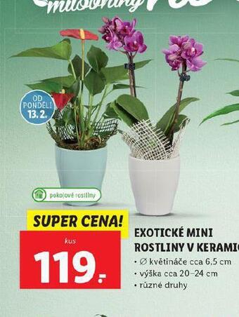 Lidl Exotické mini rostliny v keramice nabídka