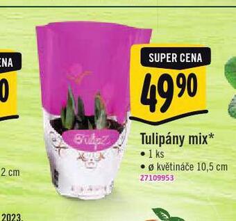 Albert Tulipány mix nabídka