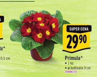 Albert Primula nabídka