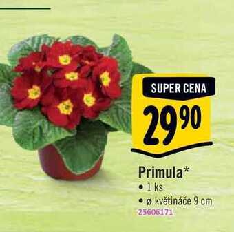 Albert Primula, pr. květináče 9 cm nabídka