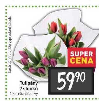 Tulipány 7 stonků 1 ks