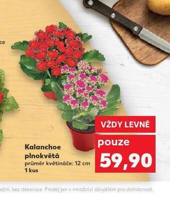 Kaufland Kalanchoe nabídka