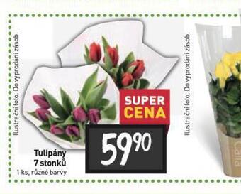 Billa Tulipány 7 stonků nabídka