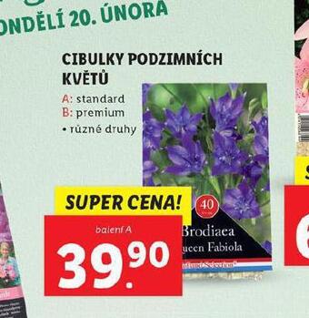 Lidl Cibulky podzimních květů nabídka