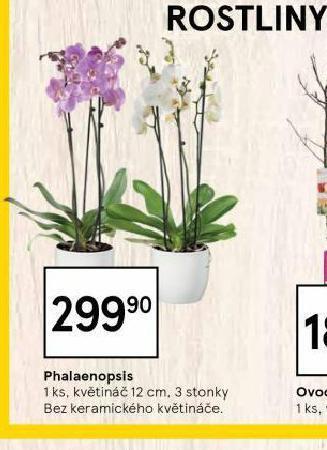 Tesco Orchidea - phalaenopsis nabídka