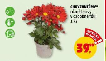 Penny Market Chryzantéma nabídka