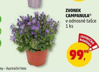 Zvonek campanula, 1 ks
