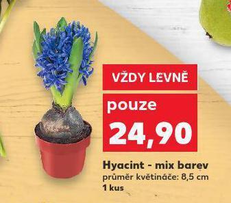 Kaufland Hyacint - mix barev nabídka